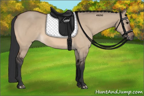 Horse Color:Bay Dun