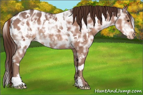 Horse Color:White Spotted Liver Chestnut Ice Appaloosa 