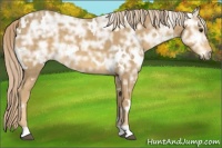 Horse Color:White Spotted Palomino Ice 