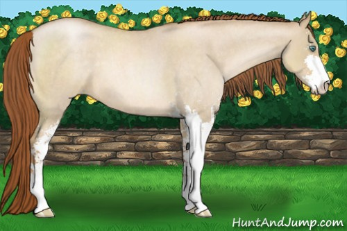 Horse Color:Smoky Grullo Roan Pearl Sabino