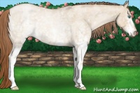 Horse Color:White Spotted Smoky Grullo Roan Pearl