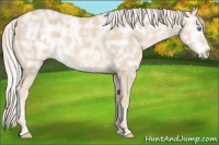 Horse Color:White Spotted Cremello Ice 