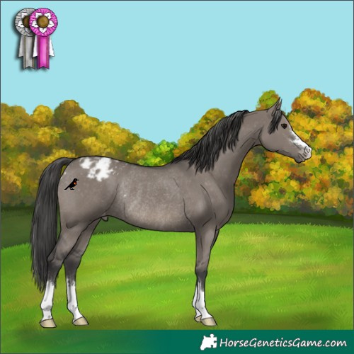 Horse Color:Grullo Blanket Rabicano