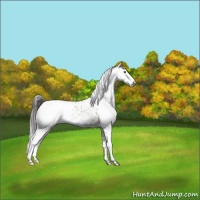 Horse Color:White Spotted Sable Champagne Snowflake Varnish