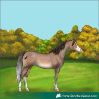 Horse Color:Sable Champagne Appaloosa 