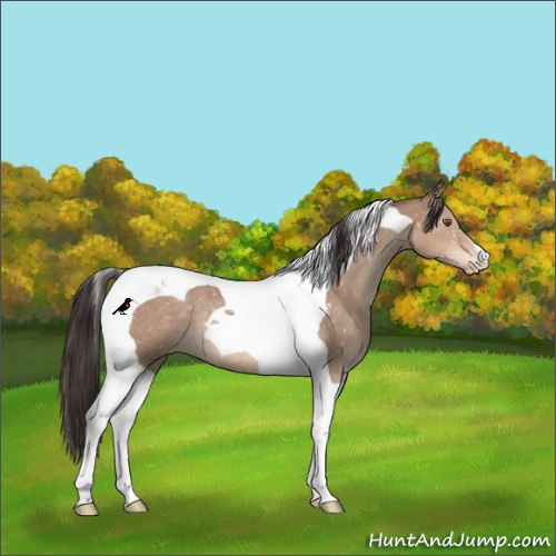 Horse Color:Sable Champagne Tobiano Appaloosa