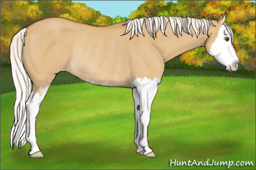 Horse Color:Silver Buckskin Dun Sabino Splash Varnish Rabicano