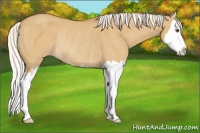 Horse Color:Silver Buckskin Dun Sabino Splash Varnish Rabicano 
