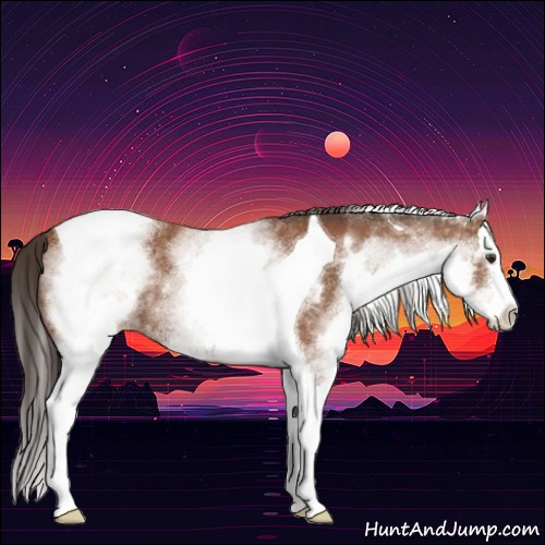 Horse Color:White Spotted Bay Splash Tobiano Varnish Rabicano 