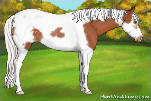 Horse Color:Silver Bay Roan Splash Tobiano Frame Appaloosa Rabicano 