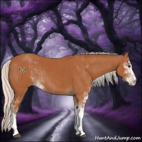 Horse Color:Silver Bay Sabino Rabicano 