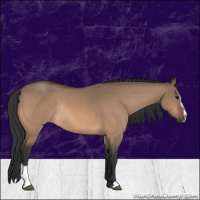 Horse Color:Bay Dun Sabino Rabicano 