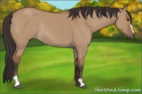Horse Color:Bay Dun Sabino Rabicano 
