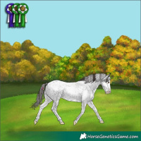 Horse Color:Liver Red Dun Sabino Appaloosa Rabicano