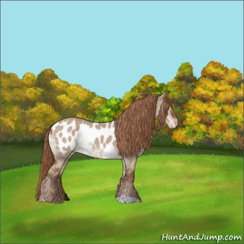 Horse Color:Liver Red Dun Appaloosa