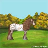 Horse Color:Liver Red Dun Appaloosa 