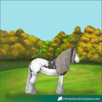 Horse Color:Liver Chestnut Splash Appaloosa 