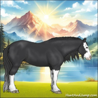 Horse Color:Black Sabino Splash 