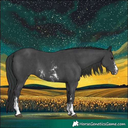 Horse Color:Black Sabino 