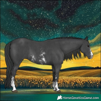 Horse Color:Black Sabino 