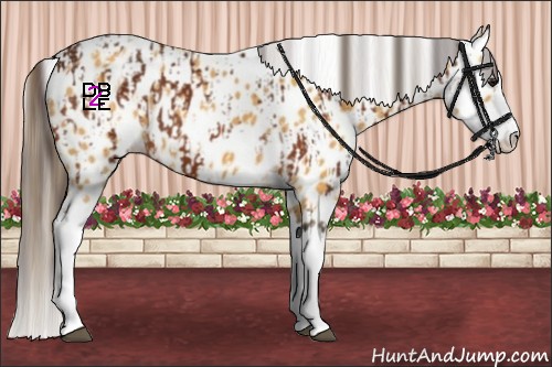 Horse Color:Buckskin Splash Appaloosa and Buckskin Splash Appaloosa
