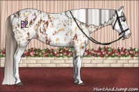 Horse Color:Buckskin Splash Appaloosa  and Buckskin Splash Appaloosa 