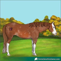 Horse Color:Chestnut Splash