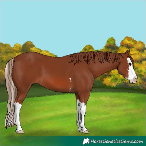 Horse Color:Chestnut Splash 