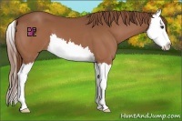 Horse Color:Chestnut Splash 