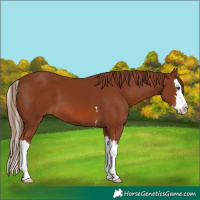 Horse Color:Chestnut Splash