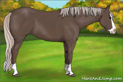 Horse Color:Silver Black Splash 