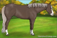Horse Color:Silver Black Splash 
