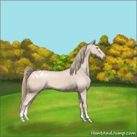 Horse Color:Perlino Appaloosa