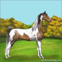 Horse Color:Buckskin Tobiano Appaloosa