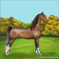 Horse Color:Buckskin Appaloosa 