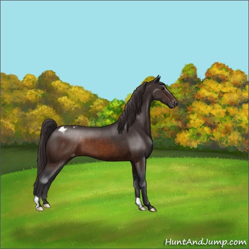 Horse Color:Buckskin Appaloosa