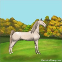 Horse Color:Perlino Appaloosa