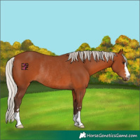 Horse Color:Silver Brown Rabicano 