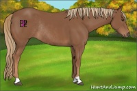 Horse Color:Chestnut Rabicano 
