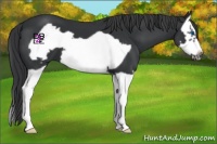 Horse Color:Black Splash Frame 
