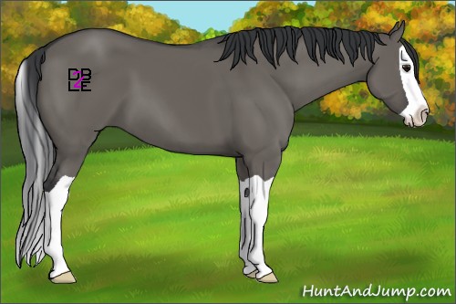 Horse Color:Grullo Splash 