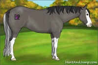 Horse Color:Grullo Splash 