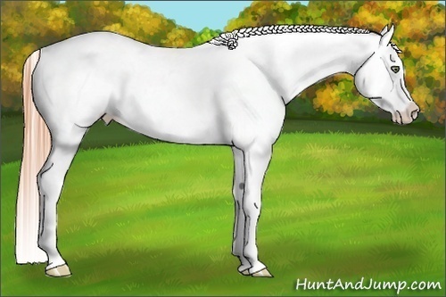Horse Color:White Spotted Buckskin Pearl Sabino Blanket