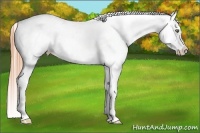 Horse Color:White Spotted Buckskin Pearl Sabino Blanket 