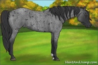 Horse Color:Blue Roan 
