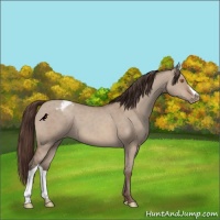 Horse Color:Sable Champagne Dun Appaloosa