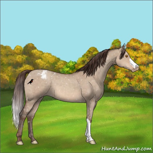 Horse Color:Sable Champagne Dun Appaloosa 