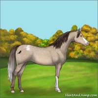 Horse Color:Sable Champagne Dun Appaloosa 