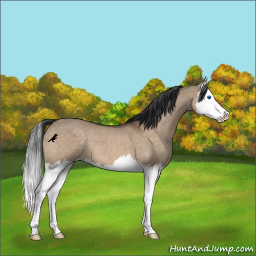 Horse Color:Brown Dun Splash