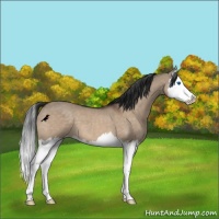 Horse Color:Brown Dun Splash 